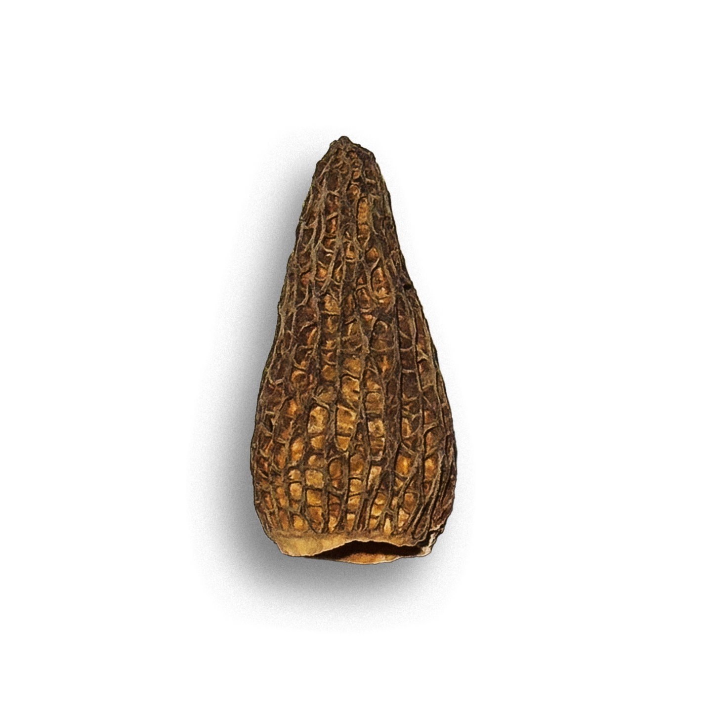 Morilles Séchées